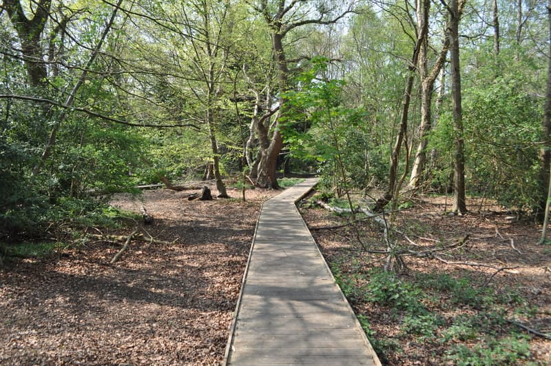 Moseley Bog: A Hidden Gem of Nature and Inspiration