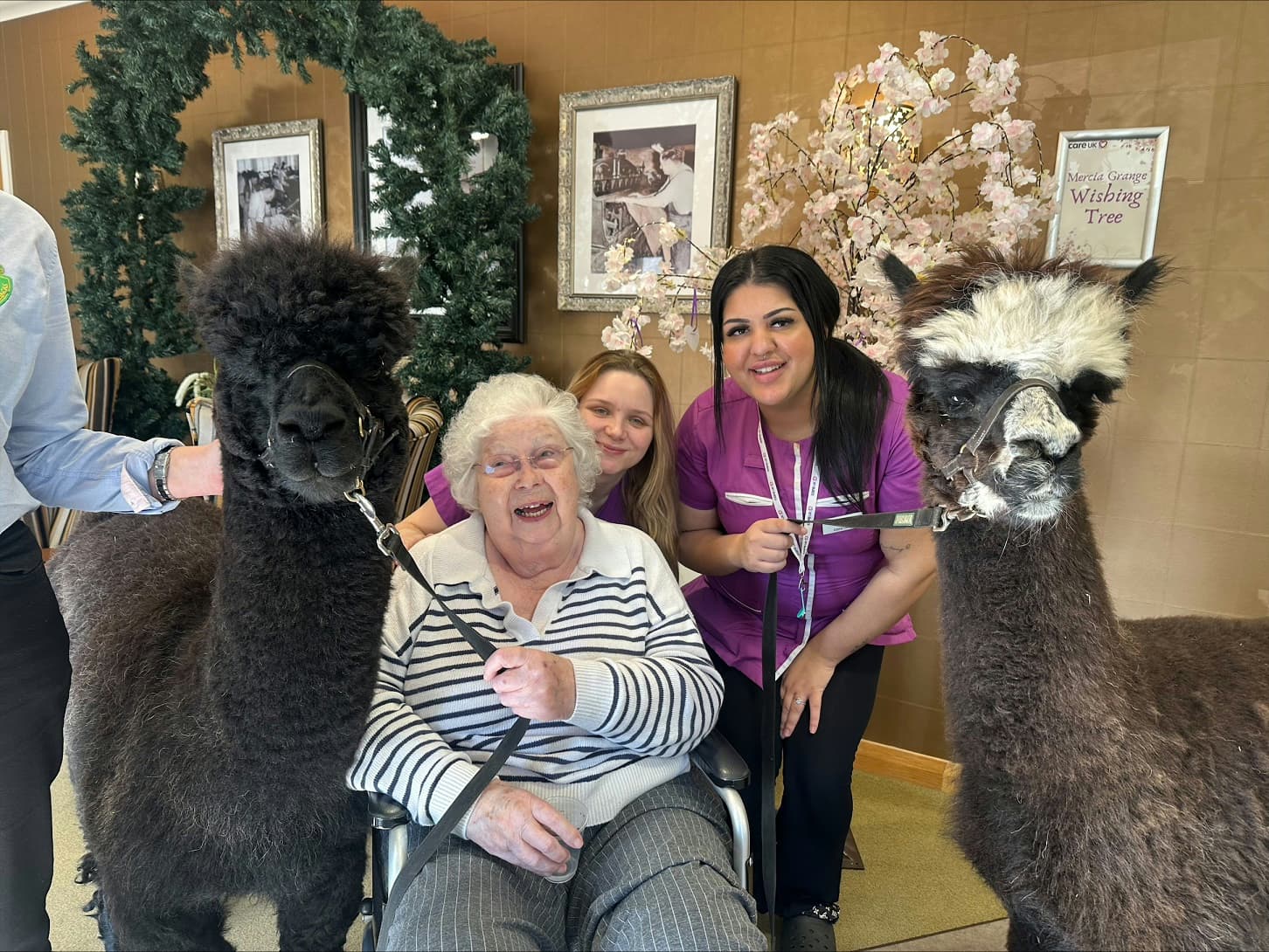 Alpaca Visit Brings Joy to the Local Care Home Residents
