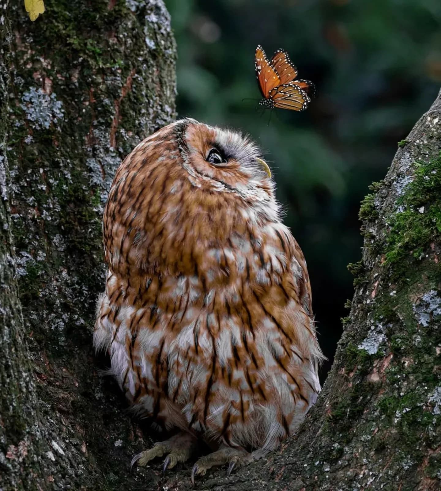 Birmingham’s Aspiring Wildlife Photographer: The Story of Mark O’Neill